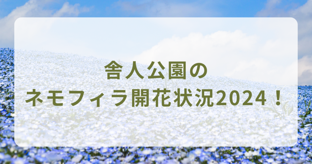 舎人公園のネモフィラ開花状況2024！